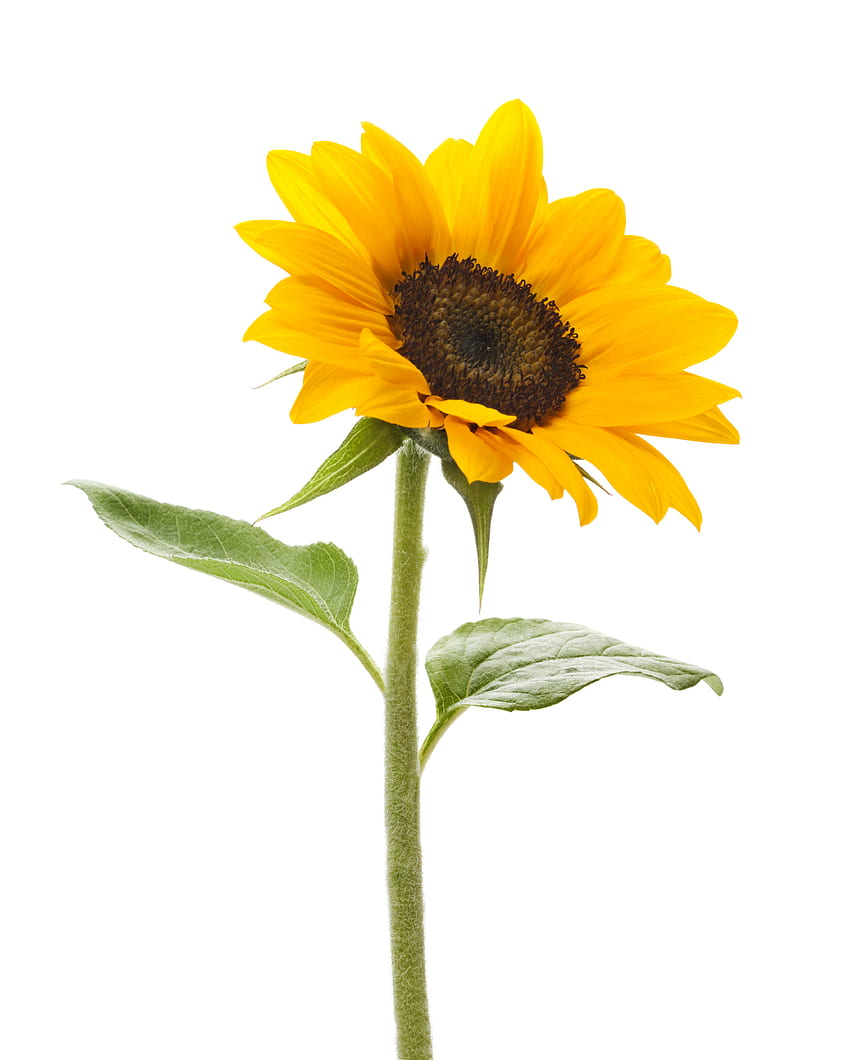 Sunflower, Sunflowers PNG Bouquet Transparent, Realistic Sunflower HD phone wallpaper