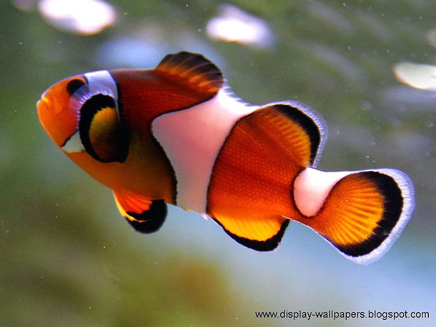 Stock: Beautiful Fish For HD wallpaper | Pxfuel