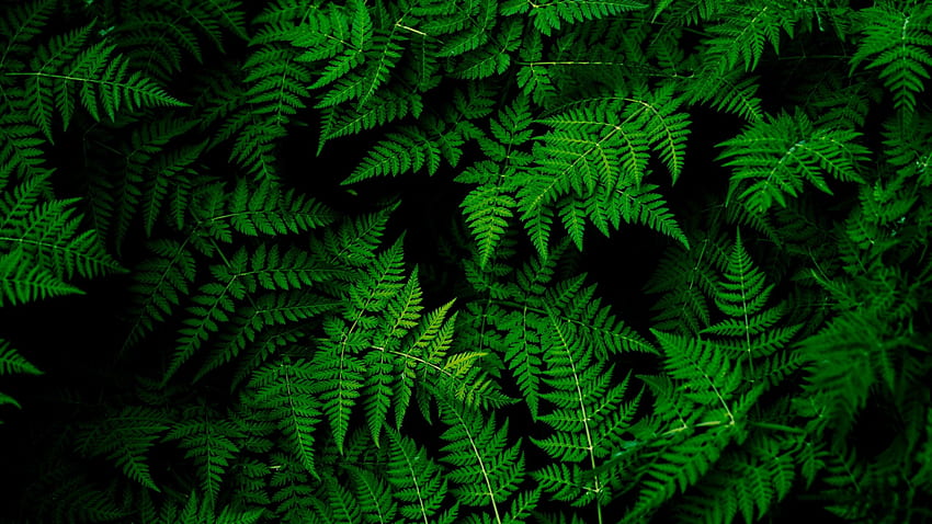 Grüne Blätter Youtube Cover - - .net HD-Hintergrundbild