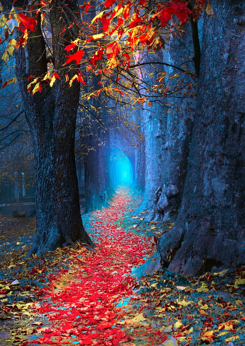 Есенна магия - ). Красива природа, есенен пейзаж, природна графика, магическа природа HD тапет за телефон