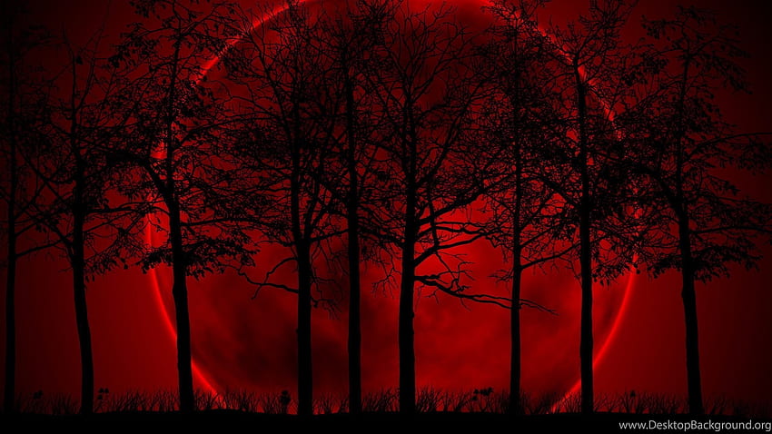 La La La Land - Dark Forest - & Background , Dark Forest Laptop HD wallpaper