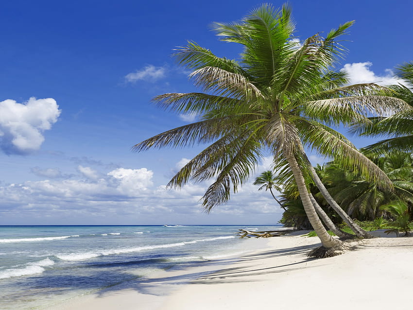 Tropical Paradise, palms, sea, sand, tropical, beach HD wallpaper