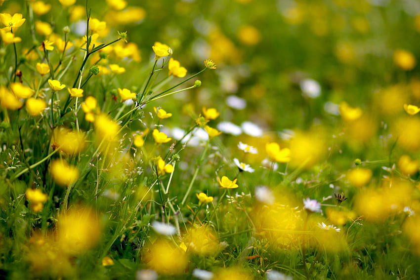 Prado de primavera con flores y [] para tu, móvil y tableta. Explora Spring Meadow. Prado de montaña , Verde Prado verde , Prado fondo de pantalla