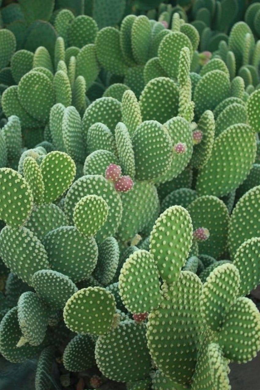 Background Cactus, Green Cactus HD phone wallpaper | Pxfuel