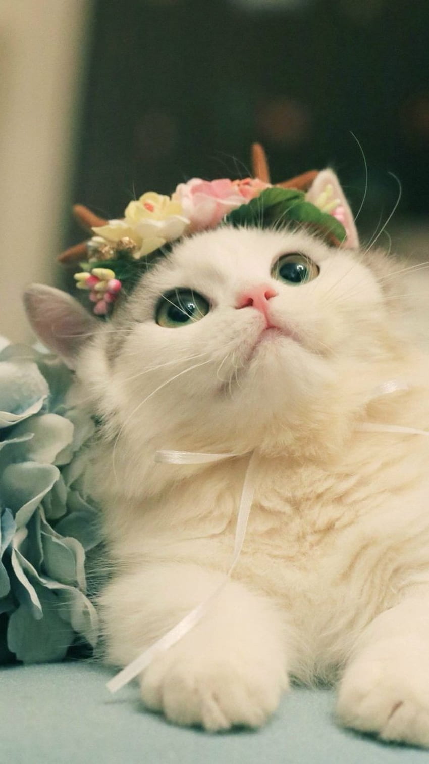Cute Cat, Cat HD phone wallpaper | Pxfuel