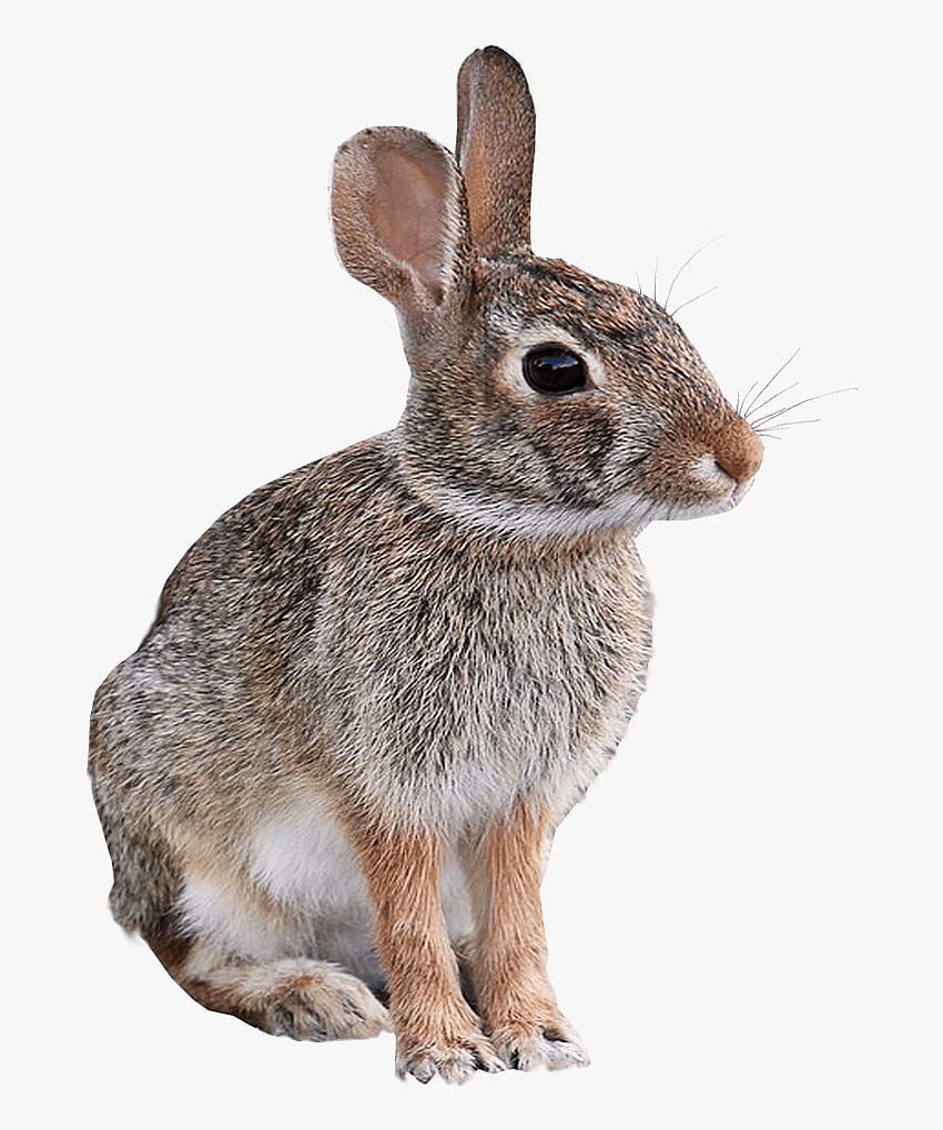 Wild Rabbit Animal Png Transparent Background - Transparent Background Animal Png, Png , Transparent Png HD phone wallpaper