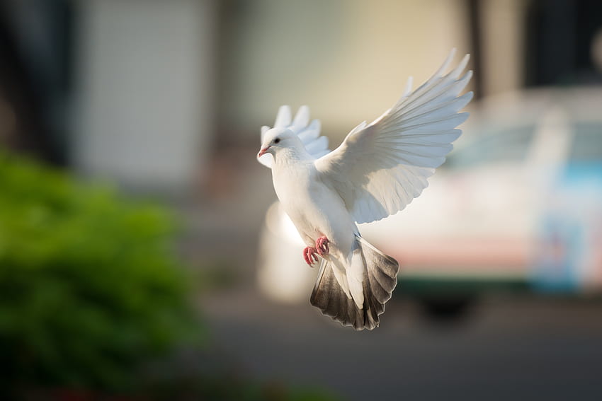 Colomba bianca, uccello, volo Sfondo HD