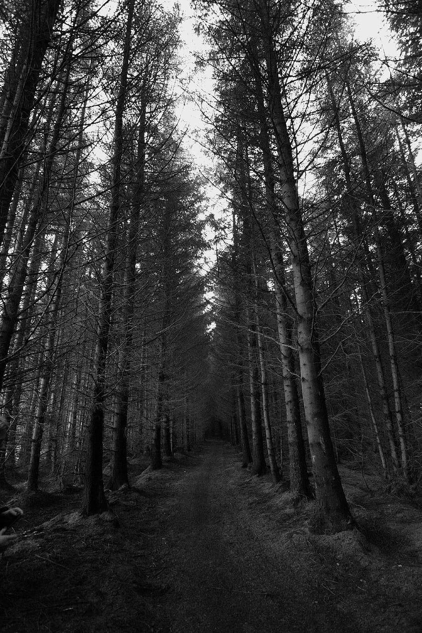 Nature, Trees, Autumn, Forest, Path, Bw, Chb, Gloomy HD phone wallpaper