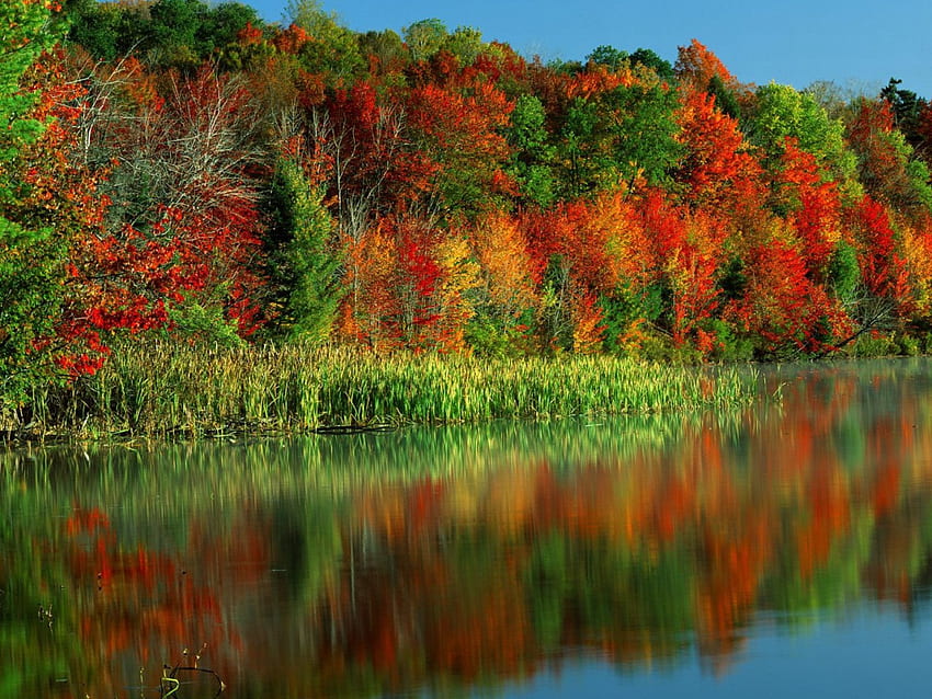 秋、川、カラフル、自然 高画質の壁紙