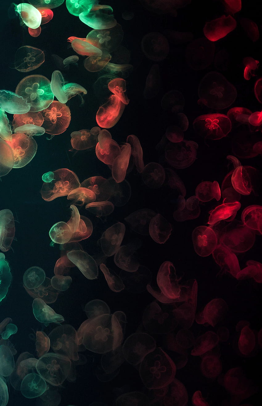 해파리, 어두운, 여러 가지 빛깔의, 가지각색의, 노을, 수중, 잠수함 HD 전화 배경 화면