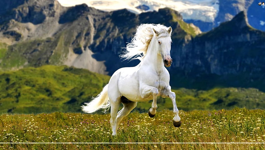 Biegnący koń, biegnące konie Tapeta HD
