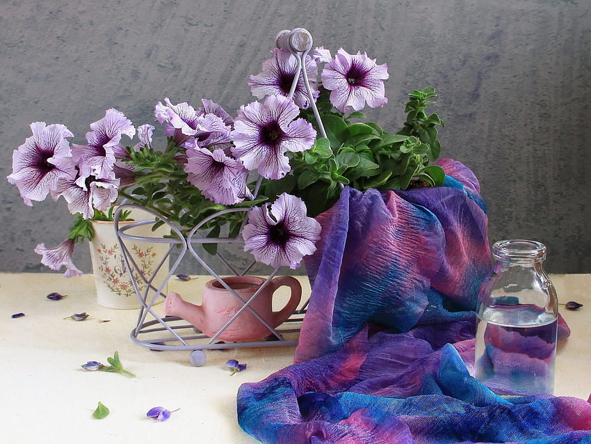Blumen, Wasser, Blütenblätter, Flasche, Schal, Gießkanne, Calibrachoa, Calirohoa HD-Hintergrundbild