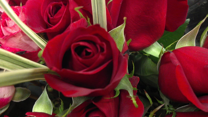 Cherry Red Rose, bouquet, roses roses, une douzaine de roses, fleurs violettes, blanc, roses, fleur blanche, bouquet de roses, violet, fleur rose, fleur violette, rouge, roses rouges, r rose, fleurs roses, fleur rouge, blanc fleurs Fond d'écran HD