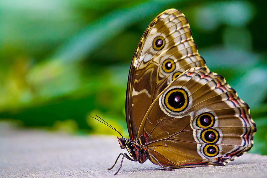 Patterns, Macro, Surface, Insect, Butterfly, Wings HD wallpaper