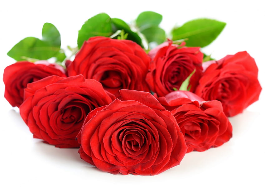 Rose, petali, con amore, rose rosse, natura, fiori Sfondo HD
