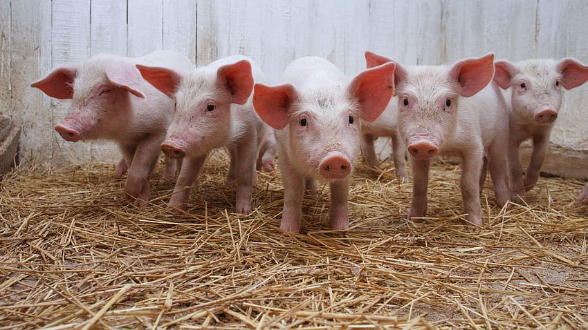 Animals, Lot, Pig, Hay, Pigsty HD wallpaper
