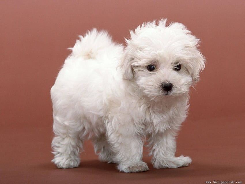 Anak anjing putih yang lucu, binatang, anjing, anak anjing, setia, imut, hewan peliharaan Wallpaper HD