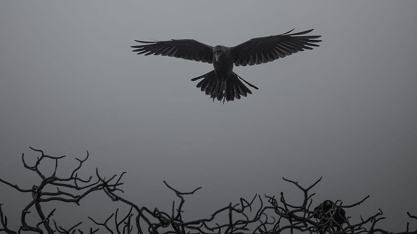 crow, branches, bw, bird, fly 16:9 background, Cool Crow HD wallpaper