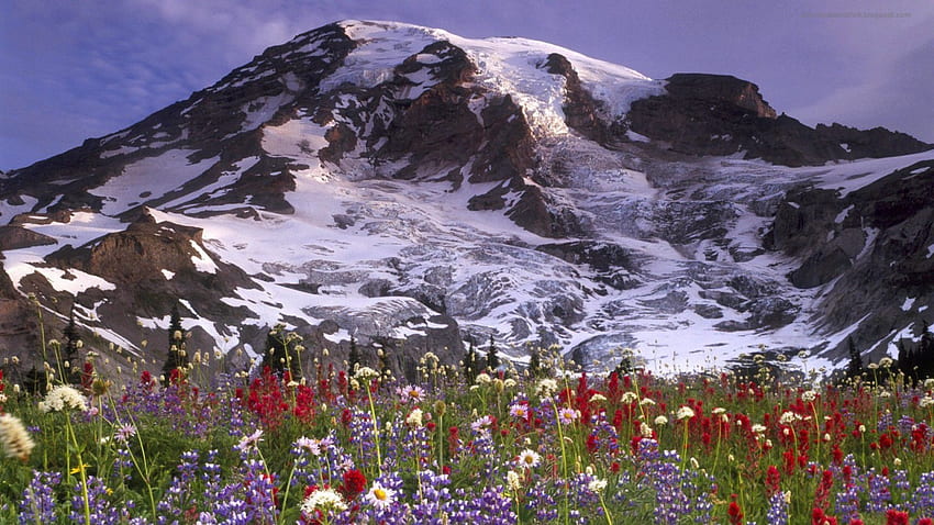 mountain, nature, fun, flower HD wallpaper