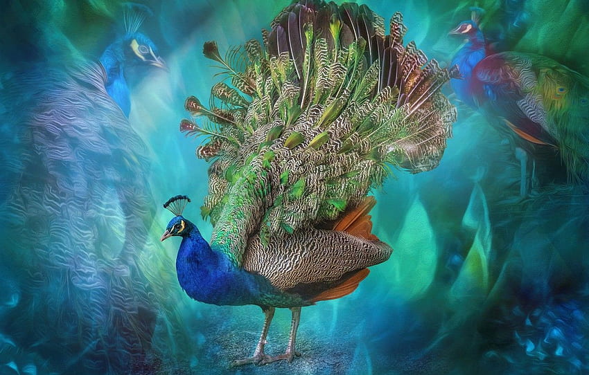 abstraction, bird, feathers, tail, peacock for , section животные HD wallpaper