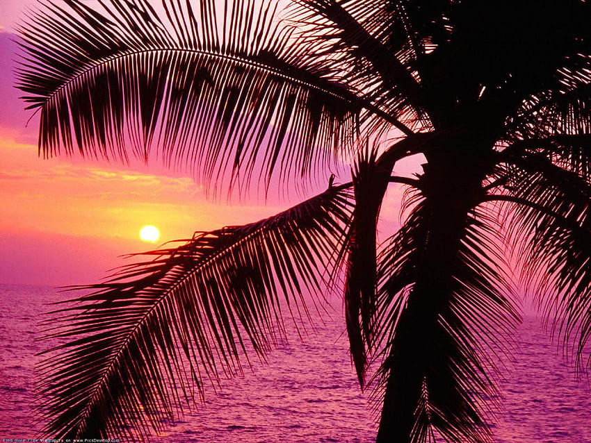 Beach collection. themes, Pink Tropical Beach HD wallpaper