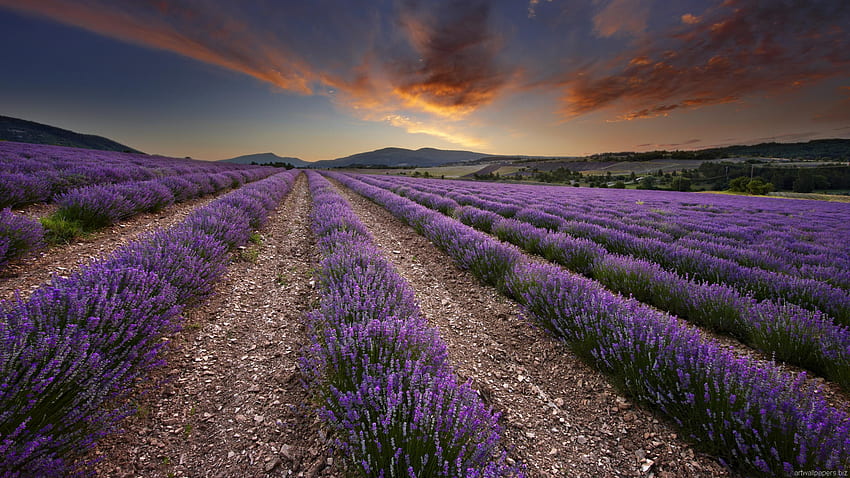 Ladang Lavender Di Provence Prancis Pics - - Wallpaper HD