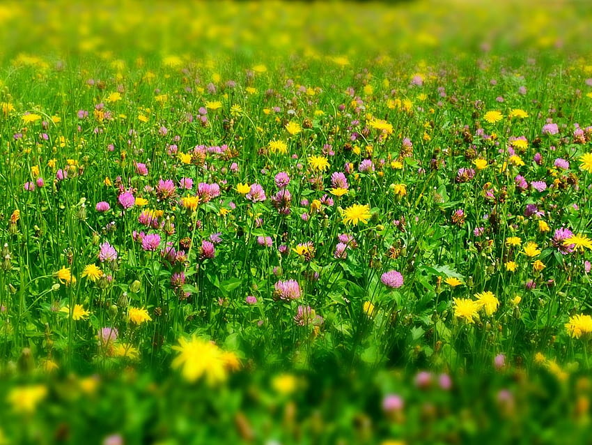 Meadow, plants, wild flowers, spring , , Standard 4:3, Fullscreen, 1152 X 864 Spring HD wallpaper