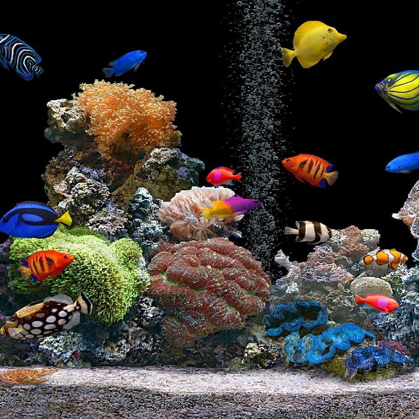 Fish Tank Moving Background. fish aquarium . Fish , Aquarium live , Saltwater fish tanks HD phone wallpaper