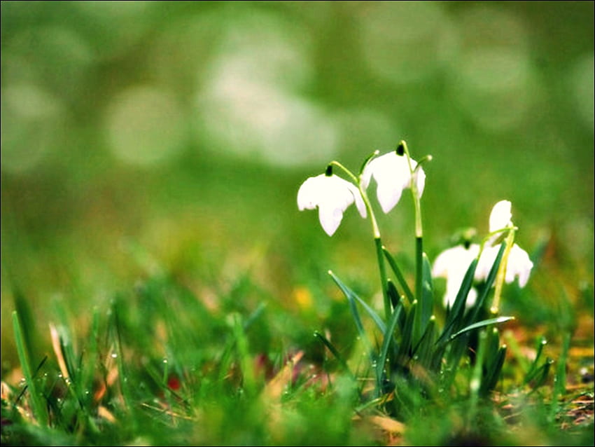 Snowdrops, flowers, spring, green HD wallpaper