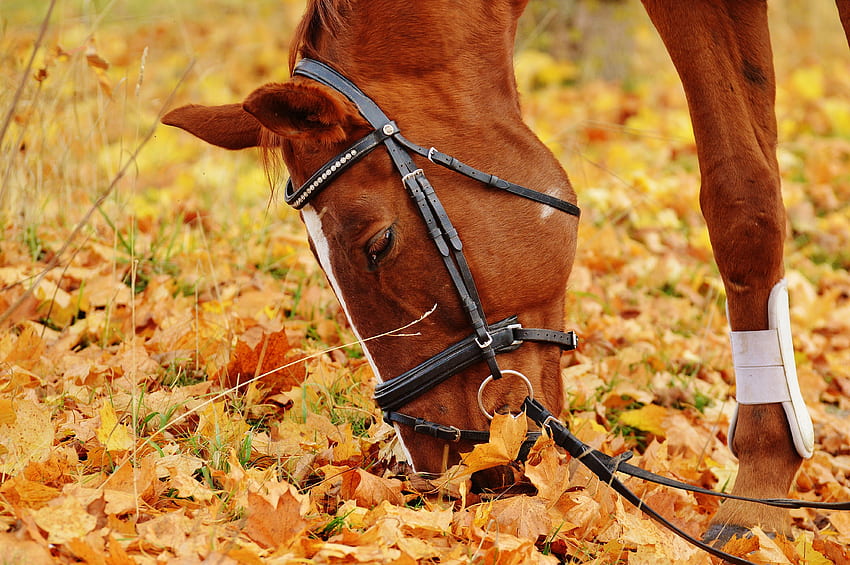 Brown Horse Eating - PureIMG. Stock Library, Autumn Horse HD wallpaper