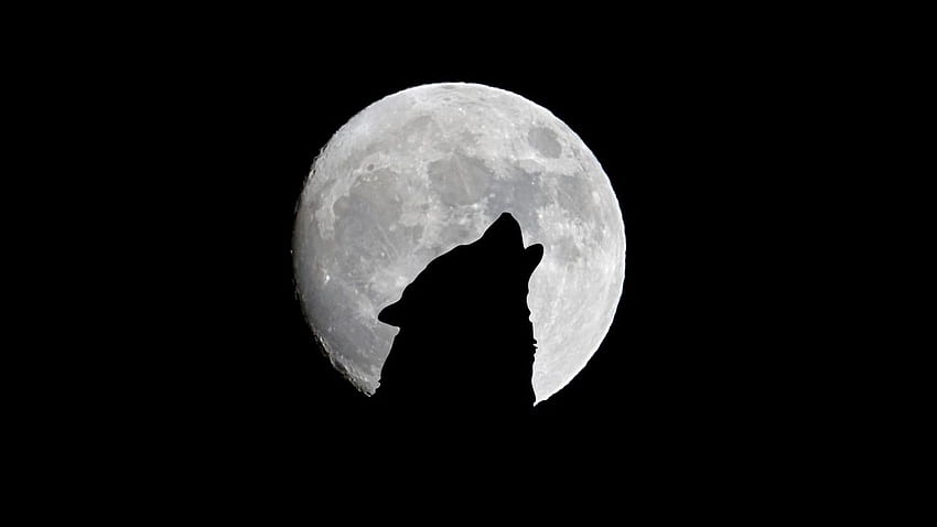 full moon, wolf, howl, bw , , Black Wolf Howling HD wallpaper