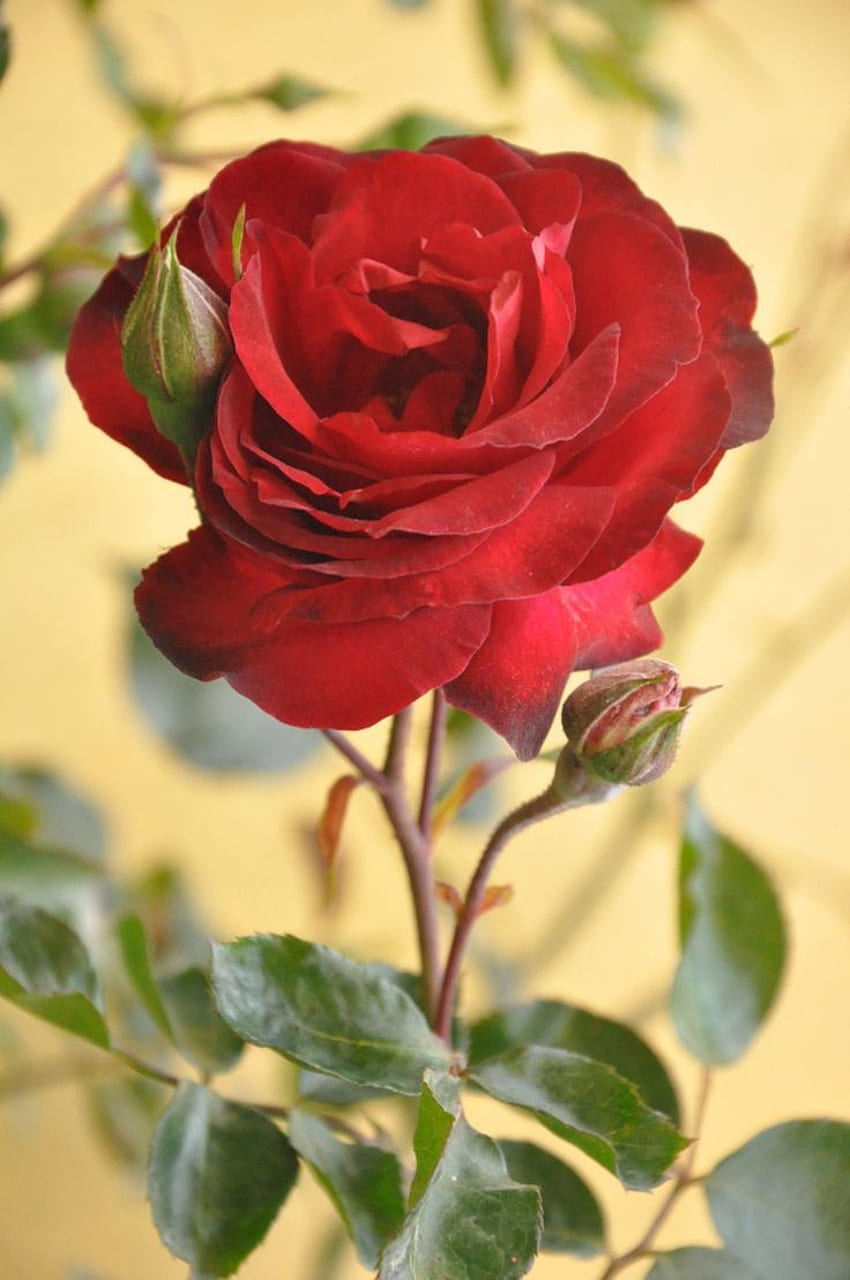 I fiori di rose più belli del mondo, bouquet di rose rosse Sfondo del telefono HD