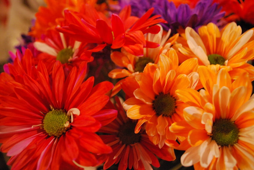 ดอกเดซี่สำหรับฤดูใบไม้ผลิ โต๊ะ สี ช่อดอกไม้ ดอกเดซี่ วอลล์เปเปอร์ HD