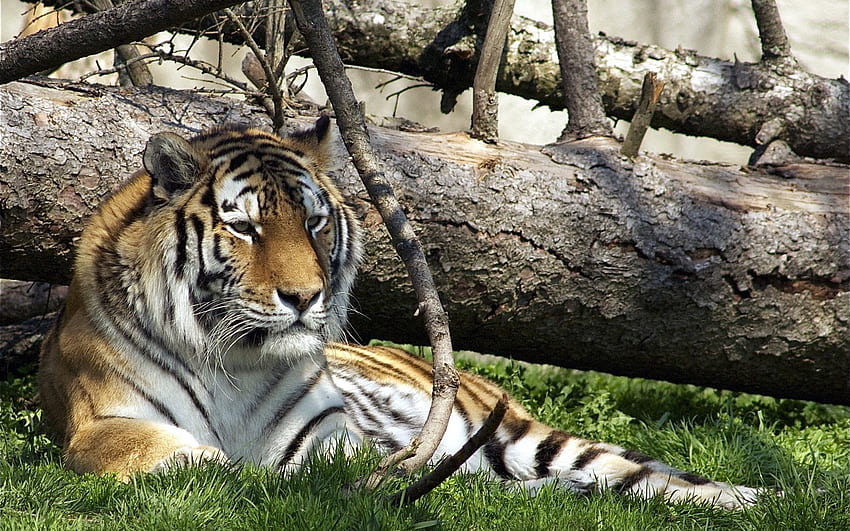 สัตว์, หญ้า, นอนลง, โกหก, นักล่า, แมวตัวใหญ่, เสือ วอลล์เปเปอร์ HD