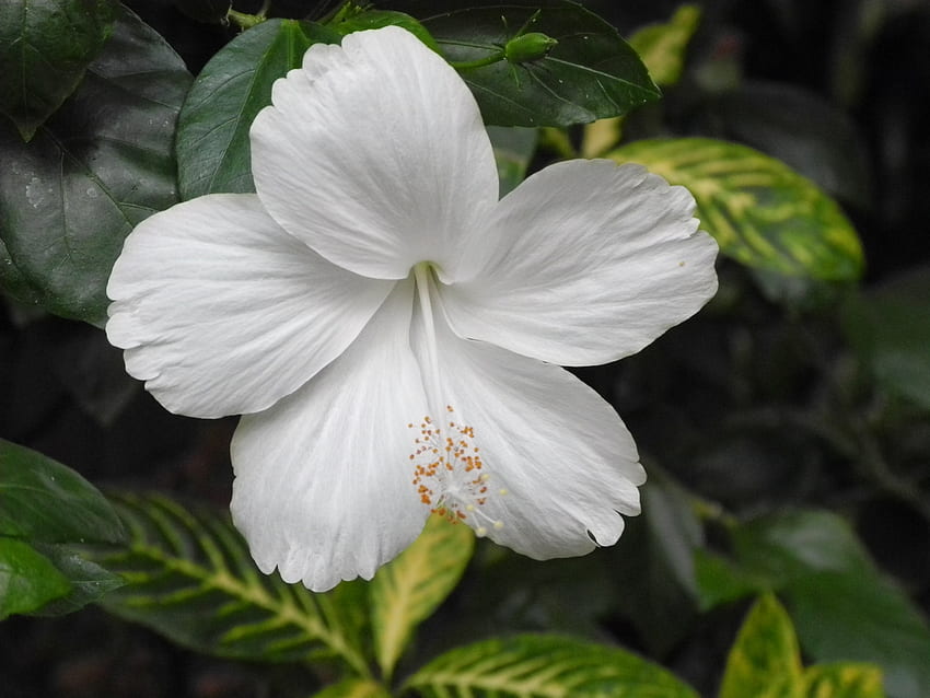 ดอกชบาสีขาว ดอกไม้ บาน ปิดขึ้น วอลล์เปเปอร์ HD