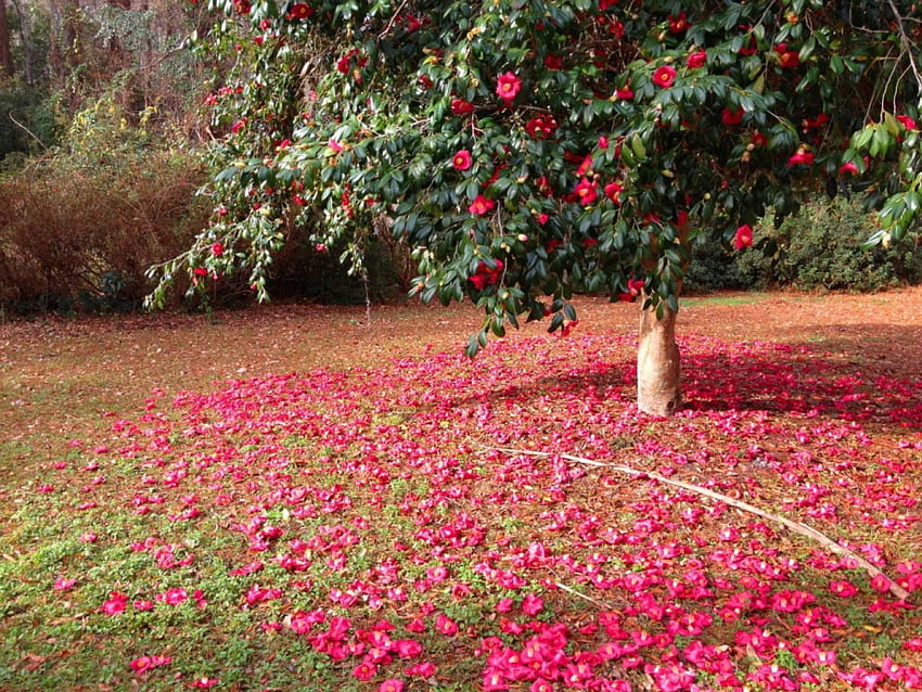 Camellia Tree, camellia, petals, red, nature, flowers, tree HD wallpaper