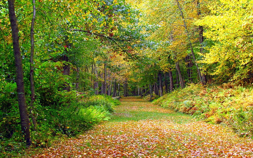 Natura, alberi, autunno, fogliame Sfondo HD