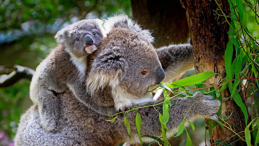 koala, baby, tree, eucalyptus HD wallpaper