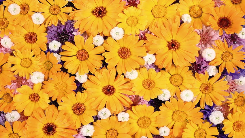 Yellow and purple daisies, Yellow, Blossoms, Petals, Flowers, Blooms, Nature, Daisies, Purple HD wallpaper