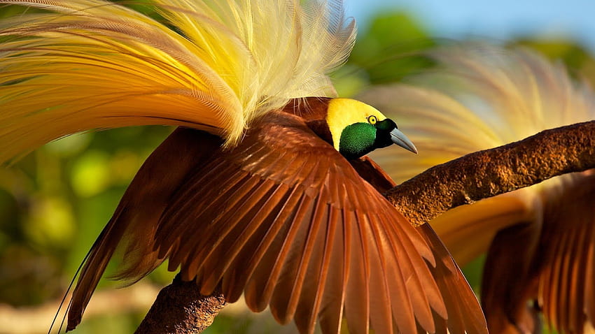 bird of paradise, bird, , Animals HD wallpaper