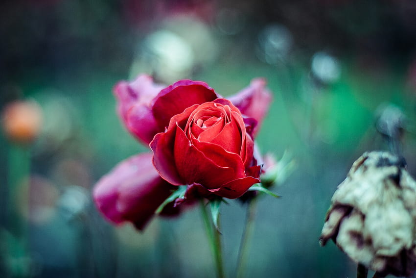 Flowers, Bud, Blur, Smooth, Stem, Stalk, Red Rose HD wallpaper