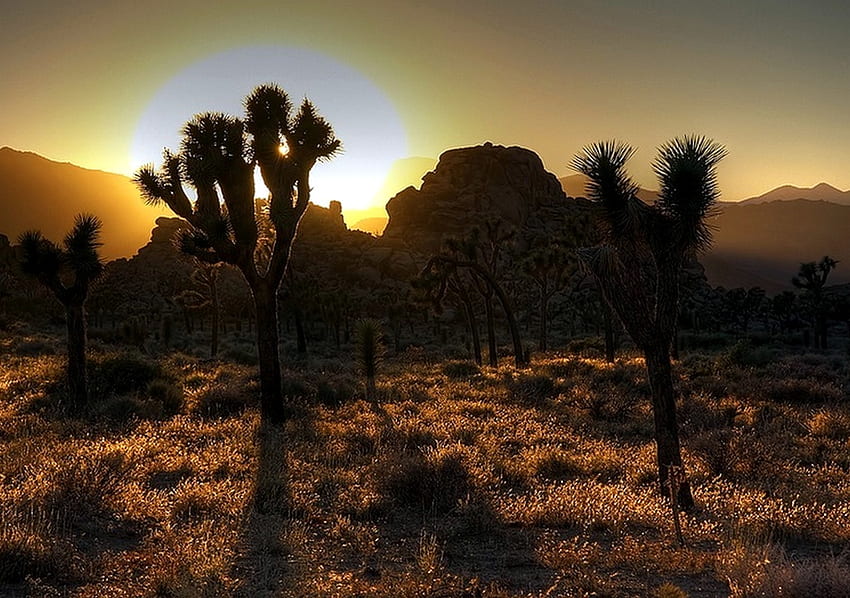 Joshua Tree Sunset, desert, joshua tree, sky, sunset HD wallpaper