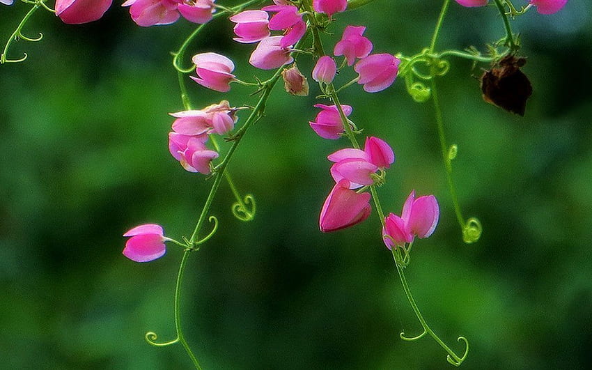 Coral vine 10 － Flower, Coral Flowers HD wallpaper