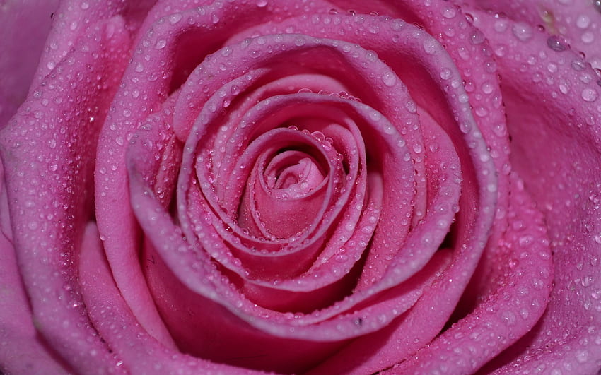 Капки, макро, розово цвете, роза, венчелистчета, мокро, влажно HD тапет