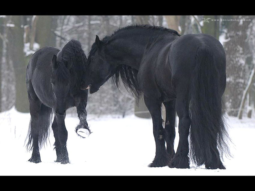 Friesenpferde genießen den Winter, Winter, Pferde, Pferd, schwarz, friesisch, Schnee, genießen HD-Hintergrundbild