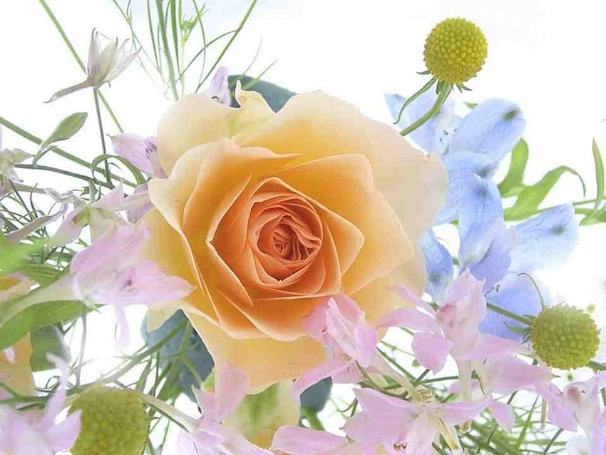 Floresce um buquê de primavera com uma rosa, a, uma, para papel de parede HD