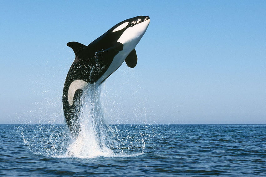태그 범고래 범고래 범고래, 범고래 HD 월페이퍼