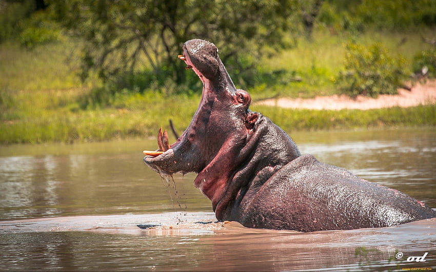 Hippos Wallpapers - Wallpaper Cave