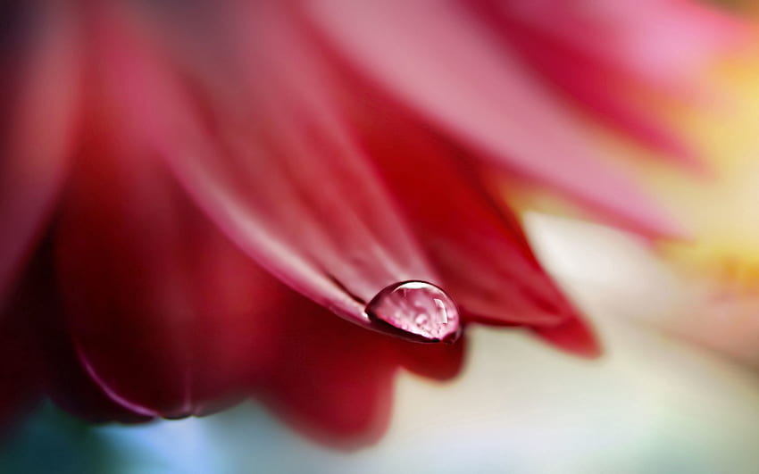 ดอกไม้ มาโคร กลีบดอก เปียก หล่น ชื้น วอลล์เปเปอร์ HD