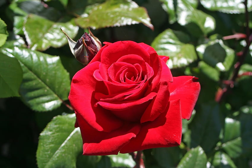 ROSE, BLÜTENBLÄTTER, BLÄTTER, FARBEN, STÄMME HD-Hintergrundbild